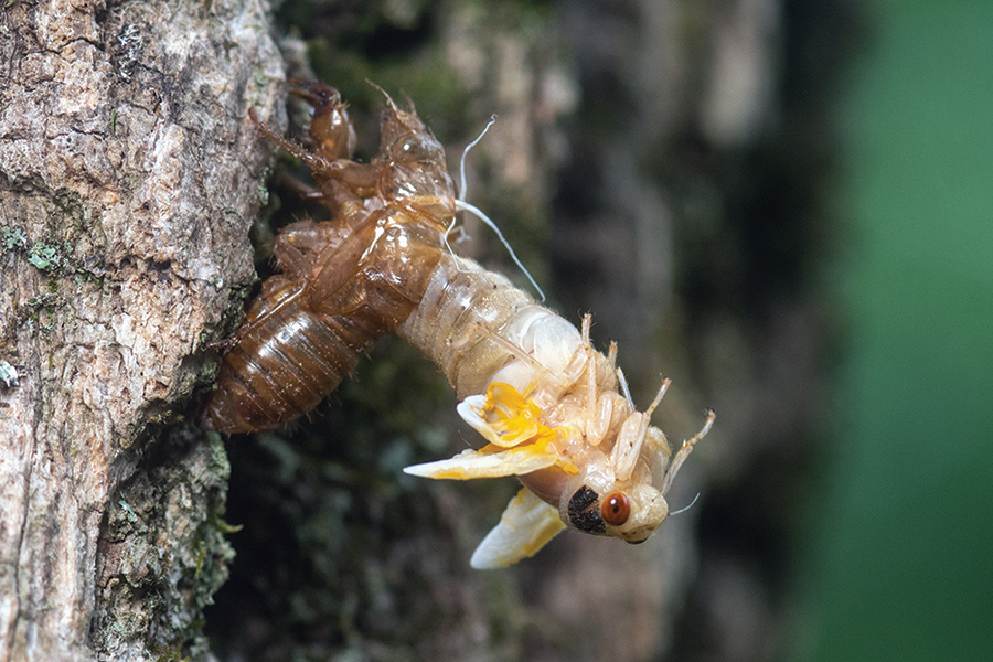 brood-x-cicada-TonyCampbellStockAdobe